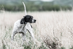 SportDOG SportHunter 1225X