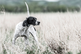 SportDOG SportHunter 1225X