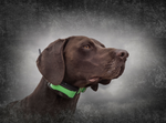 SportDOGTEK Series 1.5 Locate Only System