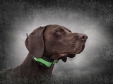 SportDOGTEK Series 1.5 Locate Only System