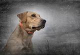 SportDOG SportTrainer 875E - Orange Version